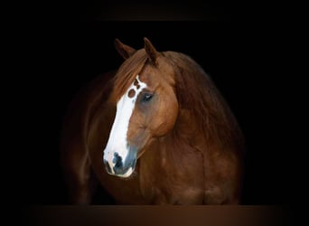 American Quarter Horse, Ruin, 8 Jaar, 152 cm, Roodvos