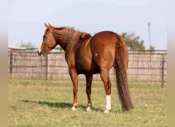 American Quarter Horse, Ruin, 8 Jaar, 152 cm, Roodvos