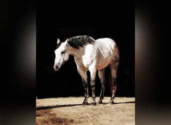 American Quarter Horse, Ruin, 8 Jaar, 152 cm, Schimmel