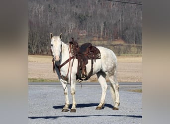 American Quarter Horse, Ruin, 8 Jaar, 152 cm, Schimmel