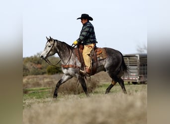 American Quarter Horse, Ruin, 8 Jaar, 152 cm, Schimmel