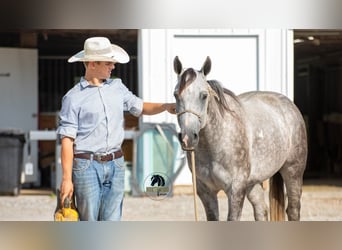 American Quarter Horse, Ruin, 8 Jaar, 152 cm, Schimmel