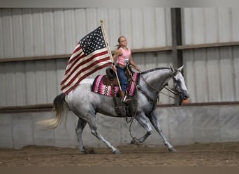 American Quarter Horse, Ruin, 8 Jaar, 152 cm, Schimmel