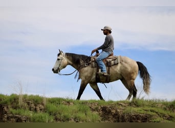 American Quarter Horse, Ruin, 8 Jaar, 152 cm, Schimmel