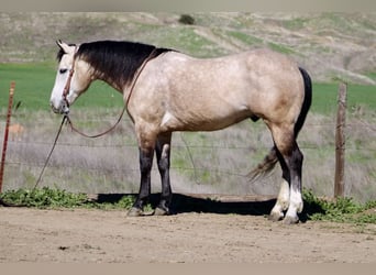 American Quarter Horse, Ruin, 8 Jaar, 152 cm, Schimmel