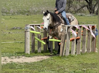 American Quarter Horse, Ruin, 8 Jaar, 152 cm, Schimmel