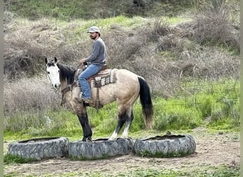 American Quarter Horse, Ruin, 8 Jaar, 152 cm, Schimmel