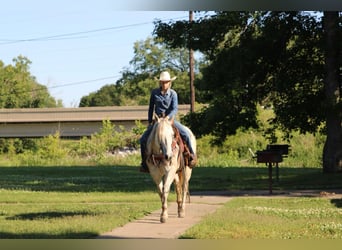 American Quarter Horse, Ruin, 8 Jaar, 152 cm, Schimmel
