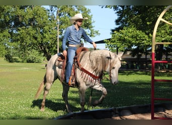 American Quarter Horse, Ruin, 8 Jaar, 152 cm, Schimmel