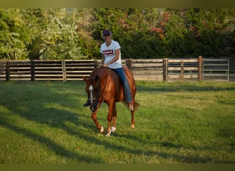 American Quarter Horse, Ruin, 8 Jaar, 152 cm, Vos