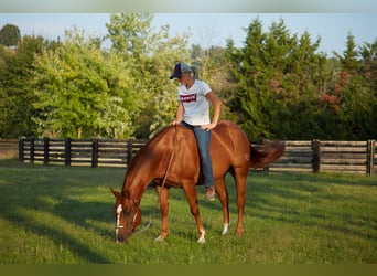 American Quarter Horse, Ruin, 8 Jaar, 152 cm, Vos