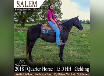 American Quarter Horse, Ruin, 8 Jaar, 152 cm, Zwart