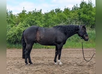 American Quarter Horse, Ruin, 8 Jaar, 153 cm, Zwartbruin