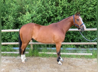 American Quarter Horse, Ruin, 8 Jaar, 155 cm, Brauner