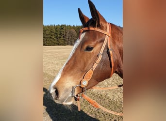 American Quarter Horse, Ruin, 8 Jaar, 155 cm, Brauner