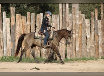 American Quarter Horse, Ruin, 8 Jaar, 155 cm, Buckskin