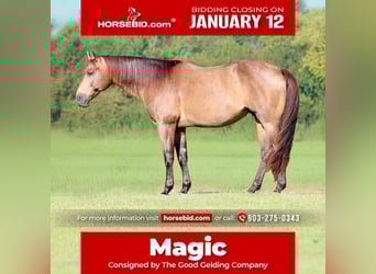 American Quarter Horse, Ruin, 8 Jaar, 155 cm, Buckskin