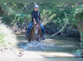 American Quarter Horse, Ruin, 8 Jaar, 155 cm, Buckskin