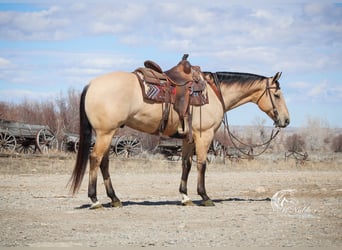 American Quarter Horse, Ruin, 8 Jaar, 155 cm, Buckskin