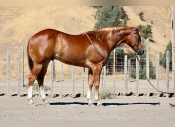 American Quarter Horse, Ruin, 8 Jaar, 155 cm, Donkere-vos