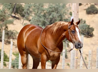 American Quarter Horse, Ruin, 8 Jaar, 155 cm, Donkere-vos