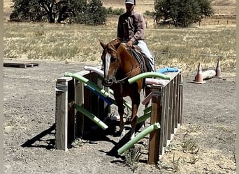 American Quarter Horse, Ruin, 8 Jaar, 155 cm, Donkere-vos