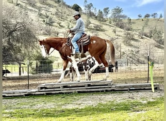 American Quarter Horse, Ruin, 8 Jaar, 155 cm, Overo-alle-kleuren