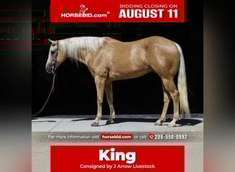 American Quarter Horse, Ruin, 8 Jaar, 155 cm, Palomino
