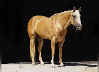 American Quarter Horse, Ruin, 8 Jaar, 155 cm, Palomino
