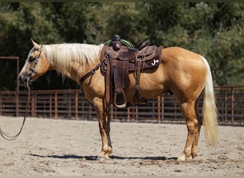 American Quarter Horse, Ruin, 8 Jaar, 155 cm, Palomino