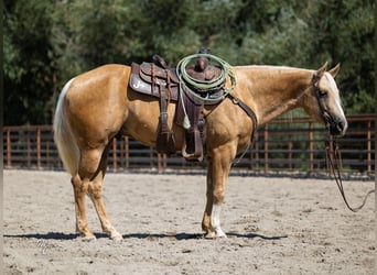 American Quarter Horse, Ruin, 8 Jaar, 155 cm, Palomino