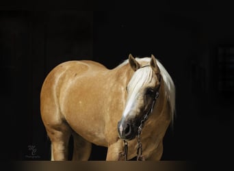 American Quarter Horse, Ruin, 8 Jaar, 155 cm, Palomino