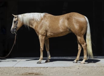 American Quarter Horse, Ruin, 8 Jaar, 155 cm, Palomino