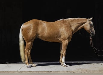 American Quarter Horse, Ruin, 8 Jaar, 155 cm, Palomino