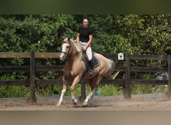 American Quarter Horse, Ruin, 8 Jaar, 155 cm, Palomino