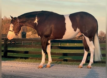 American Quarter Horse, Ruin, 8 Jaar, 155 cm