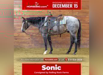 American Quarter Horse, Ruin, 8 Jaar, 155 cm, Roan-Bay