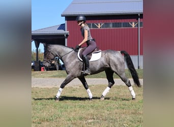 American Quarter Horse, Ruin, 8 Jaar, 155 cm, Roan-Blue