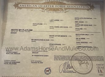 American Quarter Horse, Ruin, 8 Jaar, 155 cm, Roan-Red