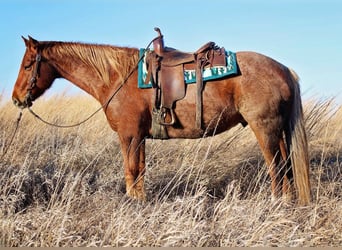 American Quarter Horse, Ruin, 8 Jaar, 155 cm, Roan-Red