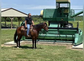 American Quarter Horse, Ruin, 8 Jaar, 155 cm, Roodbruin