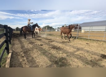 American Quarter Horse, Ruin, 8 Jaar, 155 cm, Roodbruin