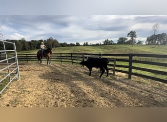 American Quarter Horse, Ruin, 8 Jaar, 155 cm, Roodbruin