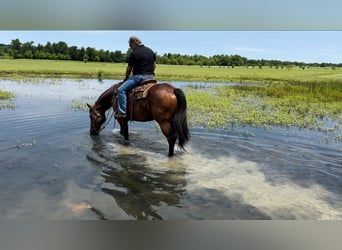 American Quarter Horse, Ruin, 8 Jaar, 155 cm, Roodbruin