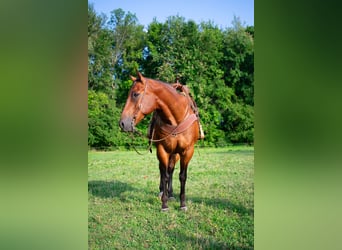 American Quarter Horse, Ruin, 8 Jaar, 155 cm, Roodbruin