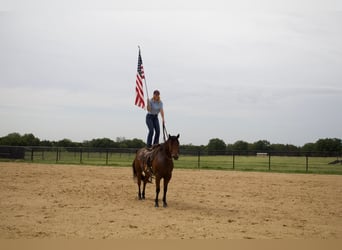 American Quarter Horse, Ruin, 8 Jaar, 155 cm, Roodbruin