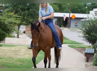 American Quarter Horse, Ruin, 8 Jaar, 155 cm, Roodbruin