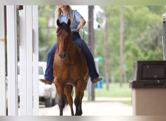 American Quarter Horse, Ruin, 8 Jaar, 155 cm, Roodbruin