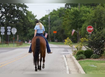 American Quarter Horse, Ruin, 8 Jaar, 155 cm, Roodbruin