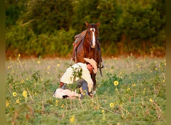 American Quarter Horse, Ruin, 8 Jaar, 155 cm, Roodvos